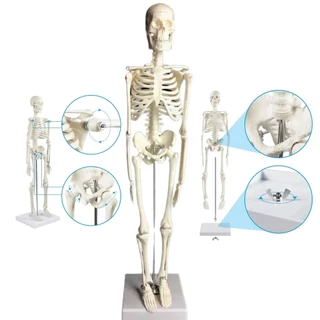 Modelo Anatômico de Esqueleto Humano 45 cm Estudo e Treinamento para Educação e Medicina Laboratório