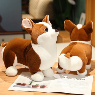 Corgi teddy 2024