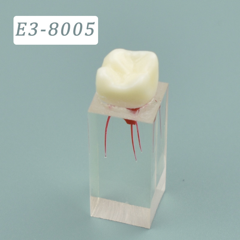 Modelo De Canal Raiz Dentário Endodôntico Treinamento RCT Prática De ...