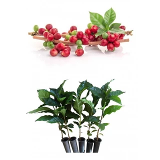 Mudas De Café Catuaí Vermelho - Kit Com 10 Mudas