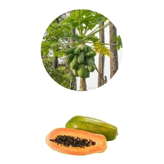 Kit- 5 Mudas Clonadas De Mamão Formosa - Alta Produtividade