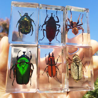 New Real Insect Specimens Transparent Resin Spider Autumn Beetle Beetle Scorpion Butterfly Science Popularization I3OU