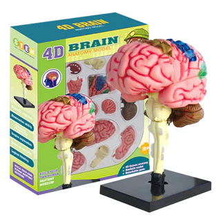 Modelo Cérebro Humano Com Base De Exposição , Anatomia Do Ensino 4D DIY , Aprendizagem & Exploração Das Funções Cerebrais , Ferramenta Médico De
