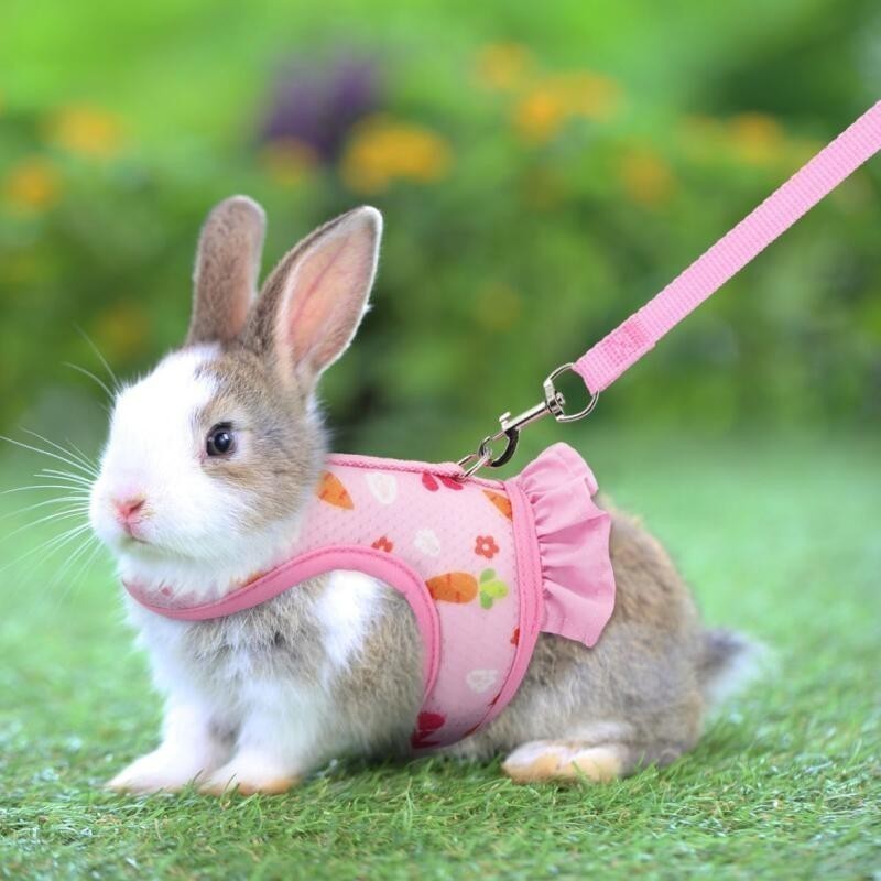Rabbit Harness with Leash Cute Adjustable Buckle Breathable Mesh Vest ...