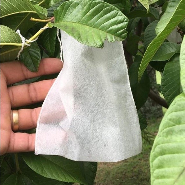 100 Sacos Em Tnt Para Proteção De Frutas No Pé 10 X 15 Cm Fruta Protegida