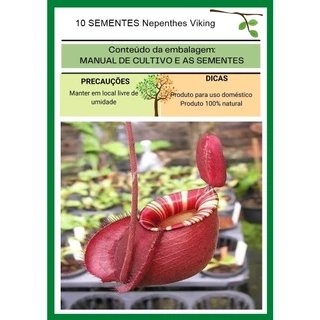 10 Sementes Planta Carnivora Nepenthes Viking T28