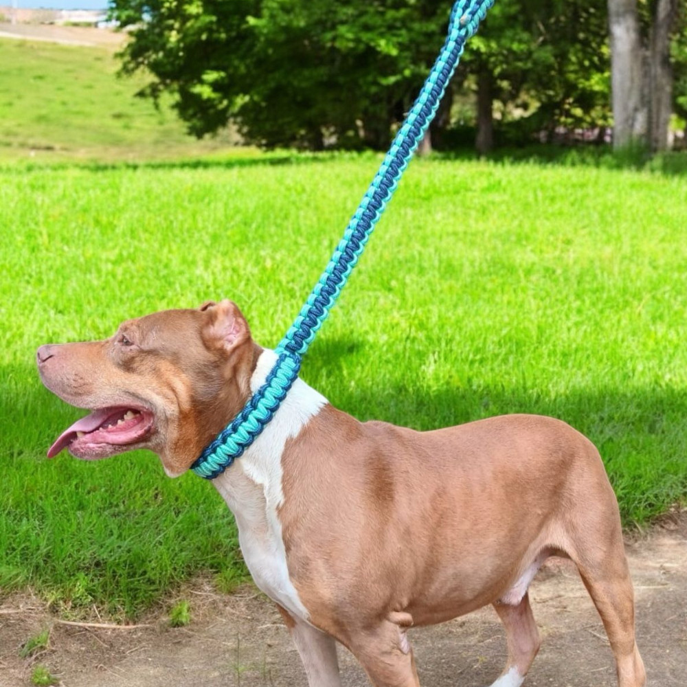 Guia enforcador para cachorros grandes pitbull monster coleira cães médio e grande porte