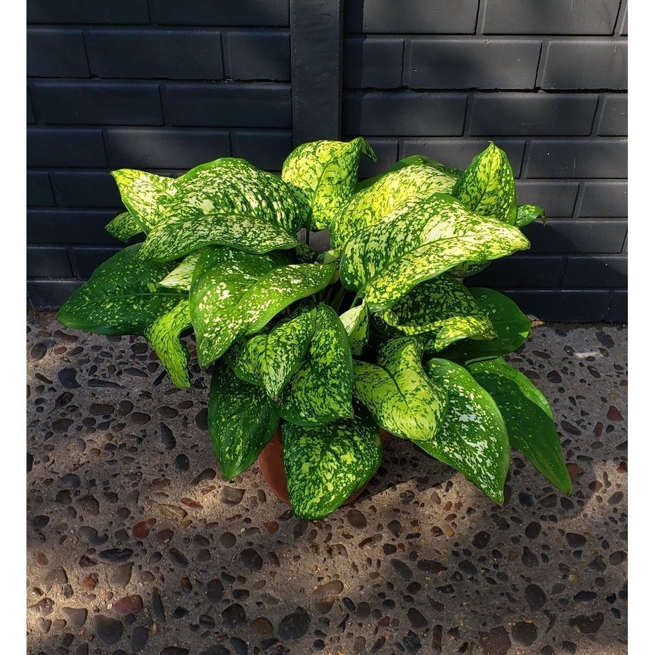 15748 philodendron circle Philodendron 'Prince of Orange' Large