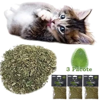 CatNip 100% natural 3 Unidade de 1g