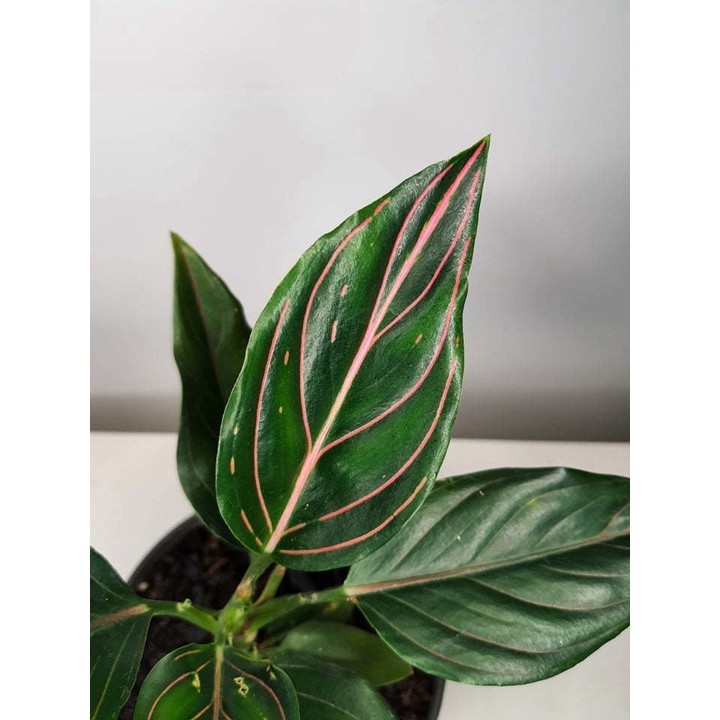 chinese money plant for sale Chinese Money Plant