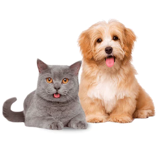 Bolsa Mala Para Transporte Pets Cães e Gatos Viagem Avião em Oferta na Shopee