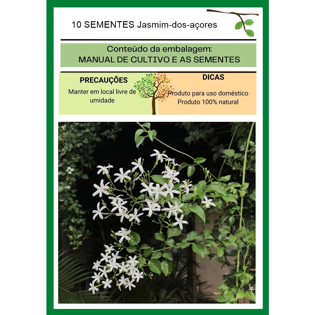 Trepadeira 10 Sementes Jasmim-dos-açores flor | Shopee Brasil