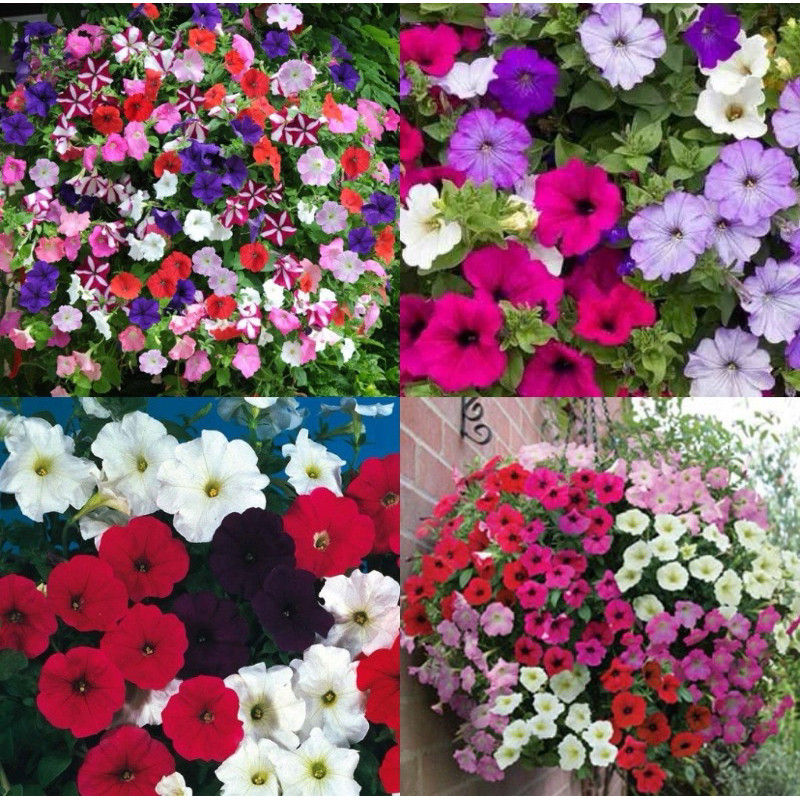 Petúnia híbrida imagem 3