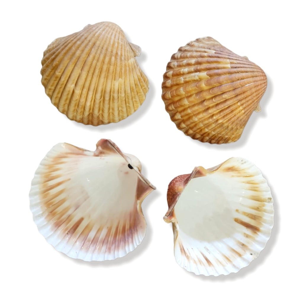 Concha Shell - Umbanda E Candomblé - Decoração - Und | Shopee Brasil
