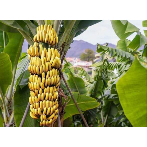 Banana Terra Embrapa Kit 10 Mudas Envio imediato - Plantio Rápido ...