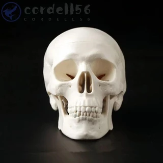 CORDELL Modelo De Cabeça Humana , De Estudo Removível , 92x99x71mm Tampa Do Crânio Conveniente Resina Anatômica De Médicos Estudantes