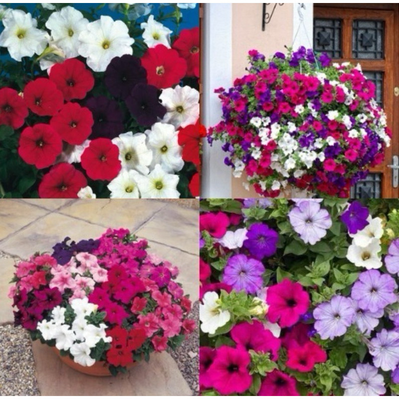 Petúnia híbrida imagem 2
