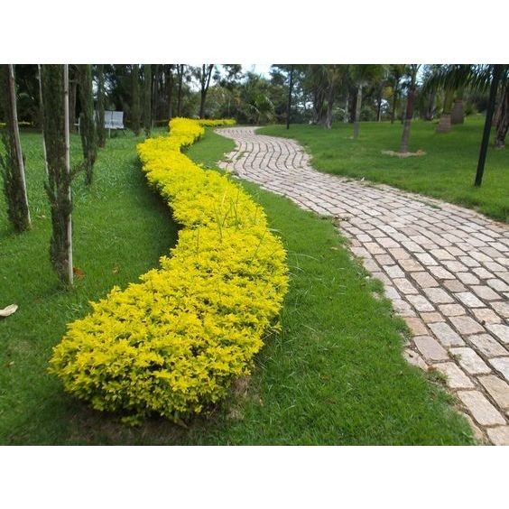 100 sements cerca viva pingo de ouro premium com manual de cultivo ...