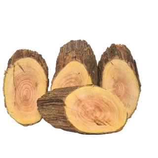kit Bolacha De Sansão Do Campo P/ Plantar Orquídeas 4un