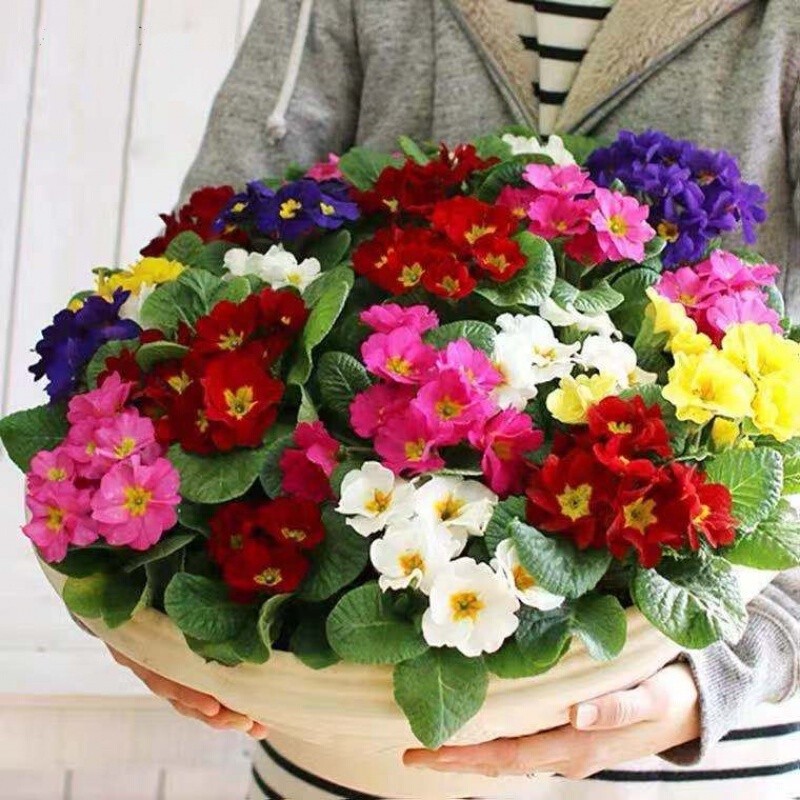 [COD Pronta Entrega] Sementes de Primula Plantas Reais Sementes de ...