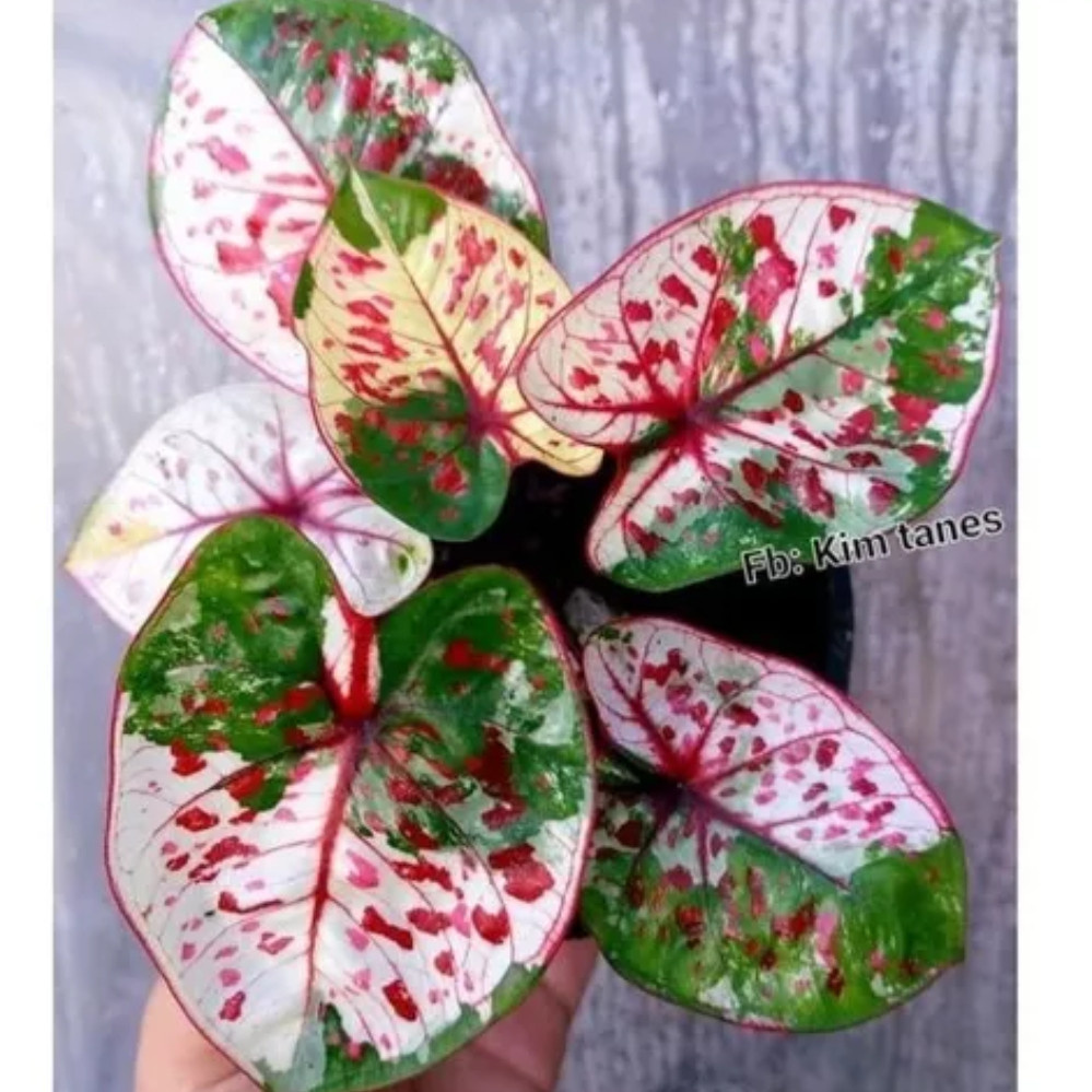 Semente Caladium Kim Tanes 2