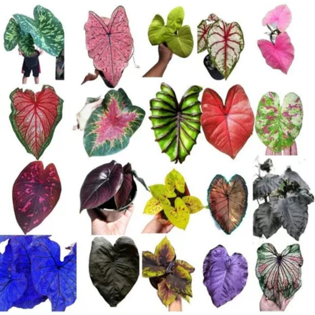 Sementes Caladium 2