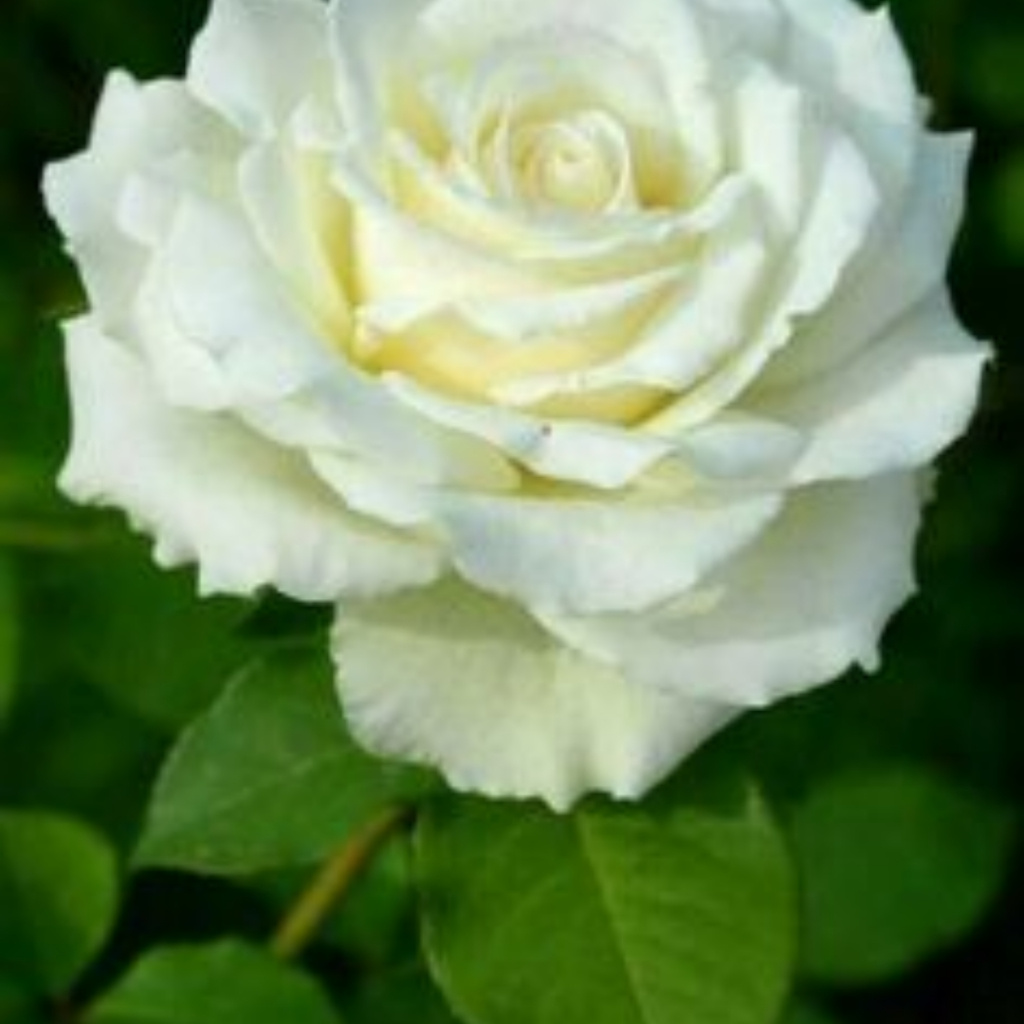 Rosa branca grande - imagem 2