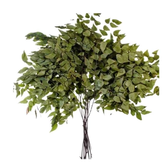 Avenca Natural Desidratado Buque Flores Secas