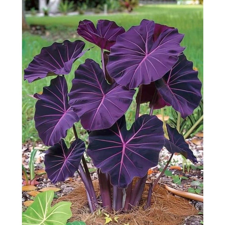 Caladium Névoa Amazônica – imagem ilustrativa