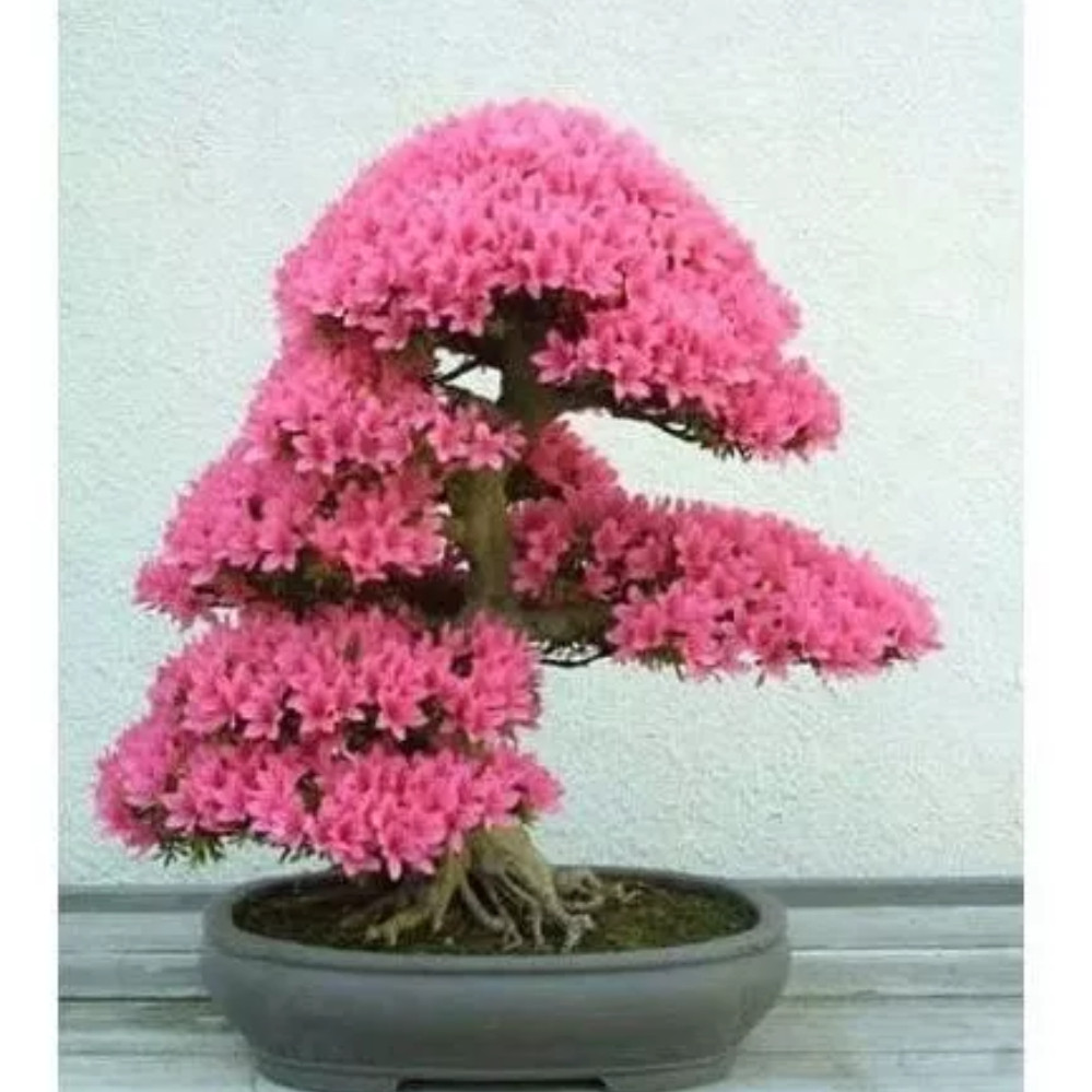 40 Sementes Judas Tree Cercis Siliquastrum Bonsai P/ Mudas l | Shopee ...