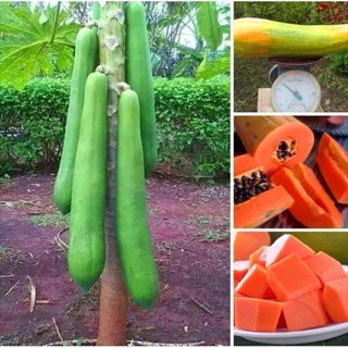 mamona roxa shopee em Promoção na Shopee Brasil 2025