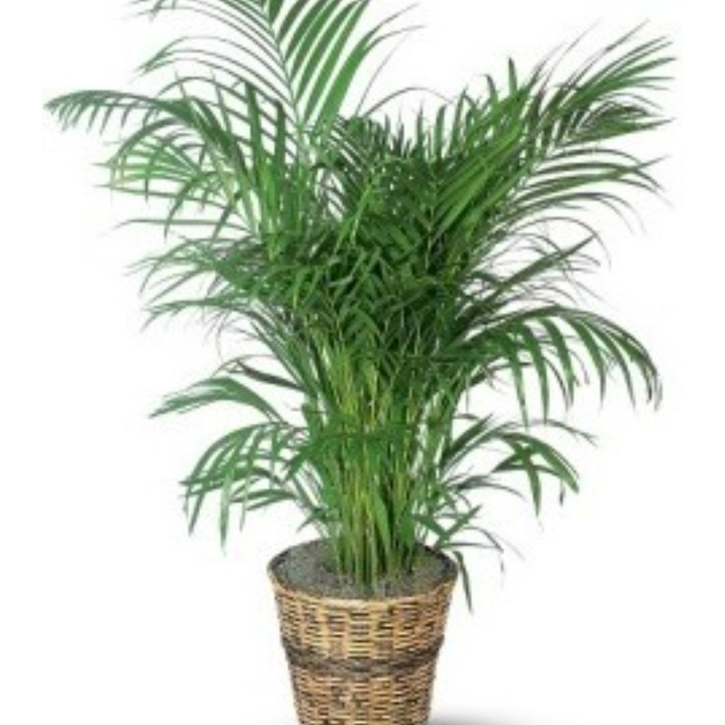 1.500 Sementes De Palmeira Areca Bambu - Dypsis Lutescens | Shopee Brasil