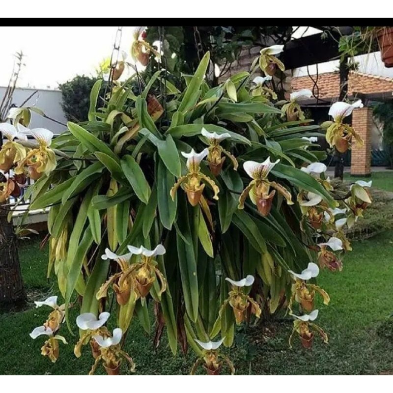 sementes originais de orquídeas sapatinho ty3 hs | Shopee Brasil