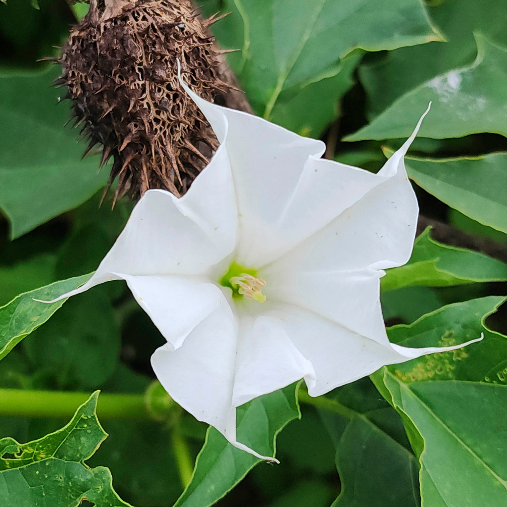 Datura出品 datura stramonium em Promoção na Shopee Brasil 2026