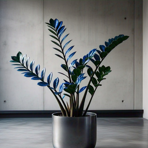 Zamioculcas Tempestade Azul imagem 3