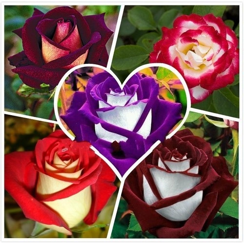 Imagem 4