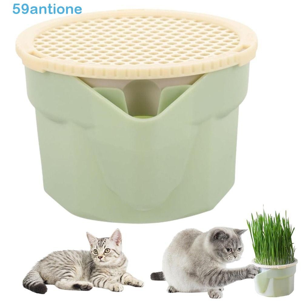 Bandeja Para Cultivar Hierba Gatera – Doble Capa, Sin Tierra – Kit De Cultivo Hidropónico Para Gatos