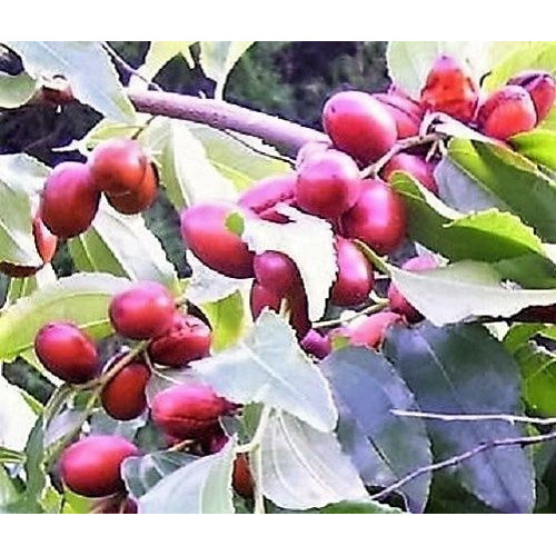 Uma árvore de tâmaras vermelhas (Ziziphus jujuba), frutas