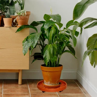 Suporte Com Rodizios Para Vaso De Plantas Chão 32cm
