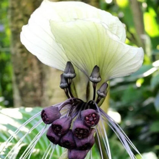 Orquídea Cattleya em Promoção na Shopee Brasil 2026