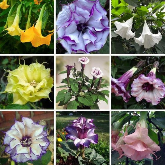 100 sements flor trombeta sortidas mix especies com manual de cultivo ...