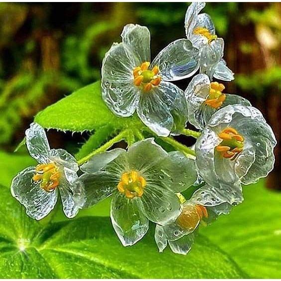 100 sementes flor cristal diphvleia gravi com manual de cultivo pronta ...