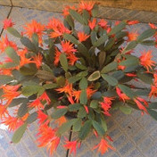 100 Sementes De Flor De Maio Cor laranja frete rápido