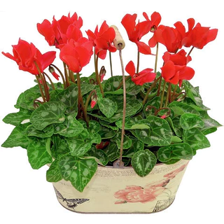 200pcs Sementes de Lírio Aranha Vermelha Flores Raras Envio Rápido 5t