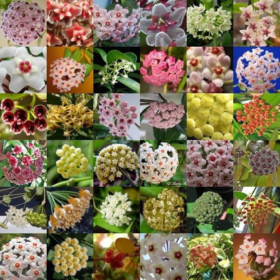100 sements flor de cera sortidas mix especies com manual de cultivo ...