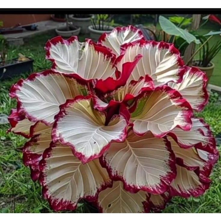 Imagem do Caladium Encanto de Tempestade