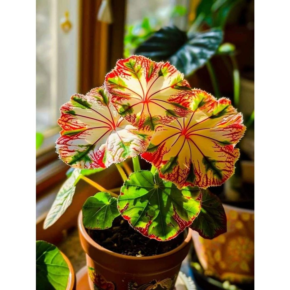 Caladium Marfim Tropical – imagem ilustrativa