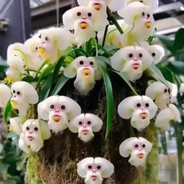 300 sementes da orquídea cara de macaco mini pra vaso k9