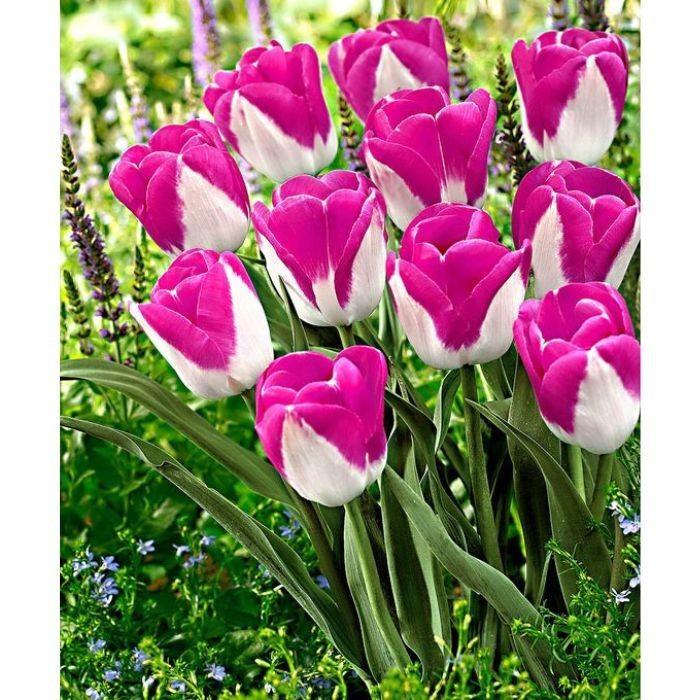 Tulipa Monte Carlo imagem 1