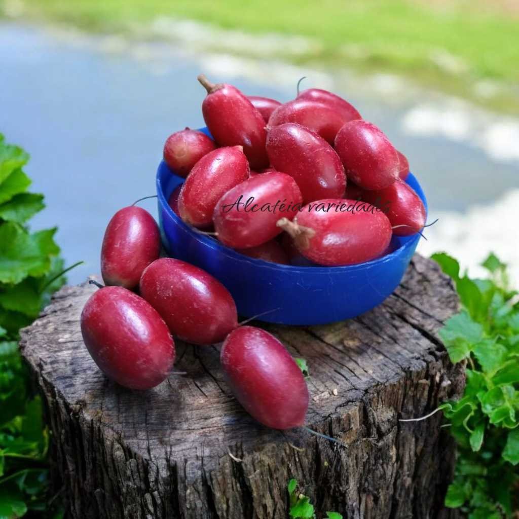 3 sementes raras fruta do milagre (Synsepalum dulcificum) A Fruta que ...